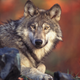 Gray wolf.